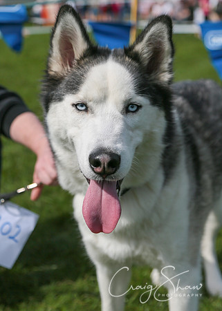 RSPCA K9 Party in the Park 2012