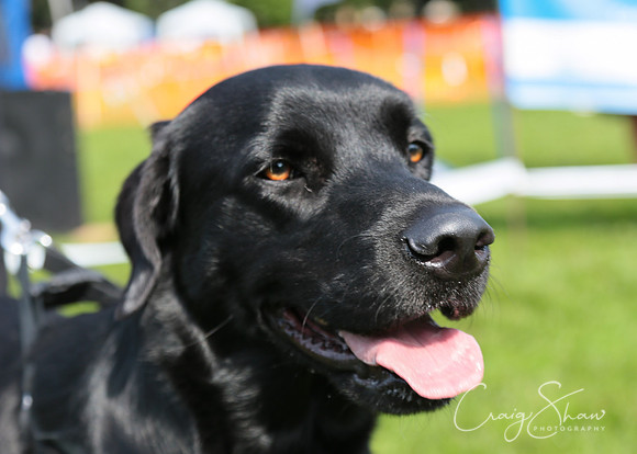 RSPCA K9 Party in the Park 2012