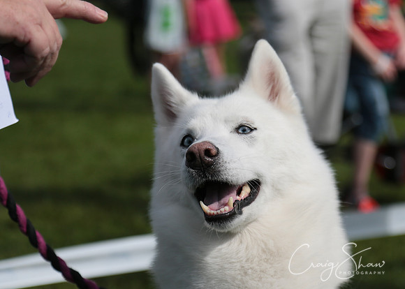 RSPCA K9 Party in the Park 2012
