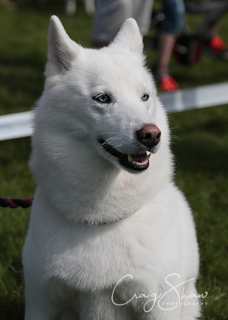 RSPCA K9 Party in the Park 2012