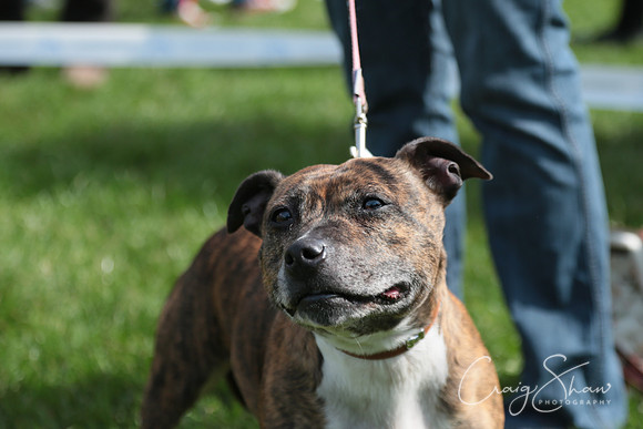 RSPCA K9 Party in the Park 2012