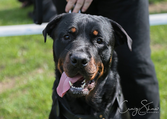 RSPCA K9 Party in the Park 2012