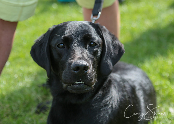 RSPCA K9 Party in the Park 2012