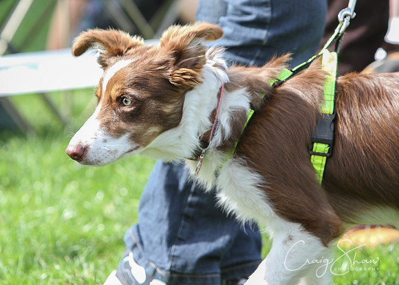 RSPCA K9 Party in the Park 2012