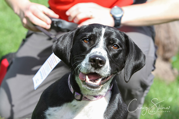 RSPCA K9 Party in the Park 2012