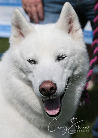 RSPCA K9 Party in the Park 2012