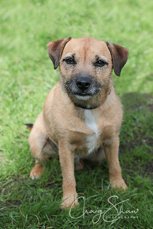 RSPCA K9 Party in the Park 2012