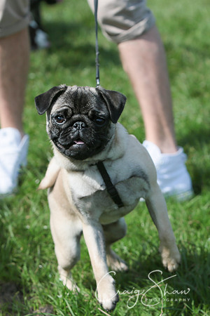 RSPCA K9 Party in the Park 2012