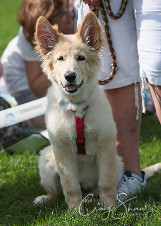 RSPCA K9 Party in the Park 2012
