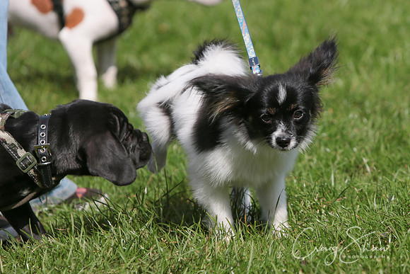 RSPCA K9 Party in the Park 2012