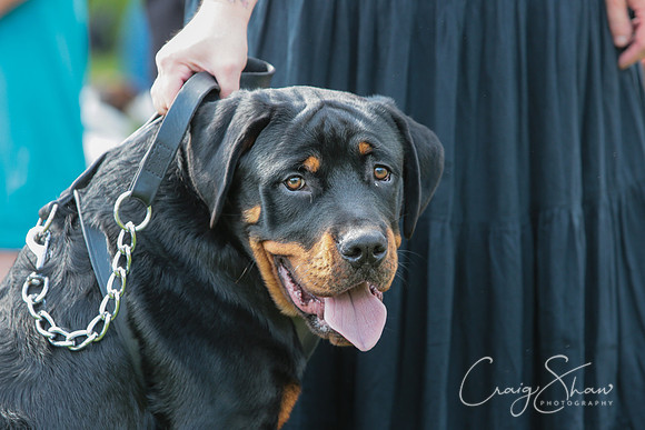 RSPCA K9 Party in the Park 2012