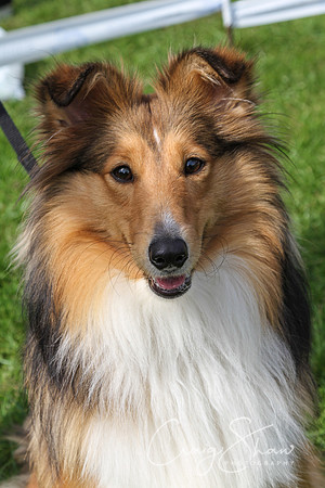 RSPCA K9 Party in the Park 2012