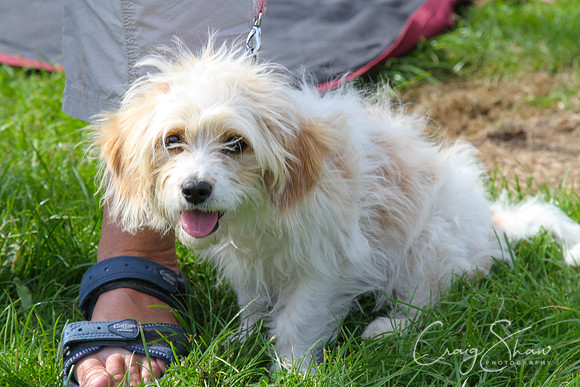RSPCA K9 Party in the Park 2012
