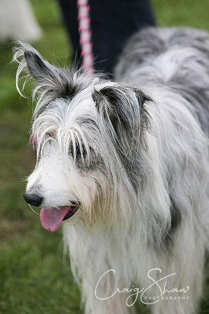 RSPCA K9 Party in the Park 2012