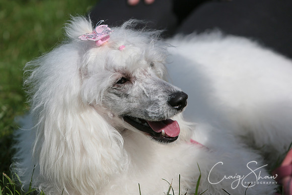 RSPCA K9 Party in the Park 2012
