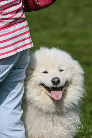 RSPCA K9 Party in the Park 2012