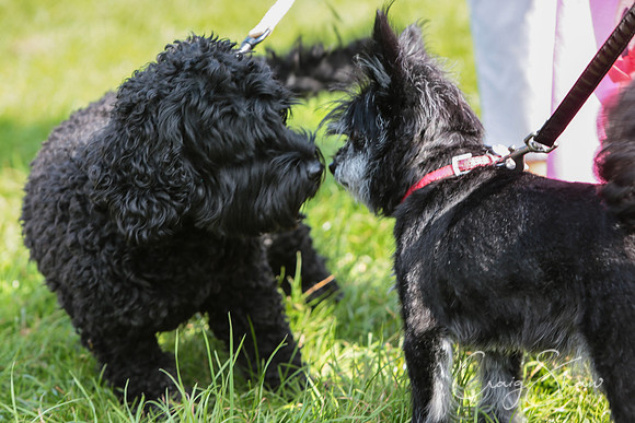RSPCA K9 Party in the Park 2012