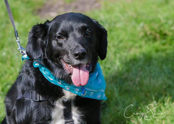 RSPCA K9 Party in the Park 2012