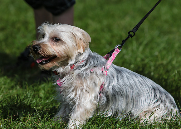 RSPCA K9 Party in the Park 2012