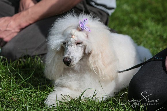RSPCA K9 Party in the Park 2012