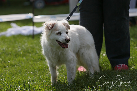 RSPCA K9 Party in the Park 2012