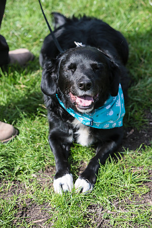 RSPCA K9 Party in the Park 2012