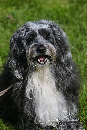 RSPCA K9 Party in the Park 2012