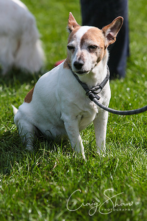 RSPCA K9 Party in the Park 2012