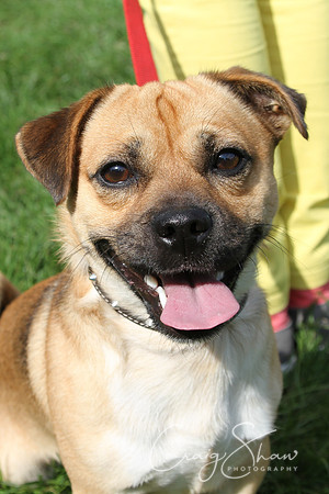 RSPCA K9 Party in the Park 2012