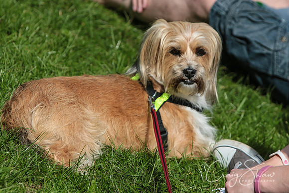 RSPCA K9 Party in the Park 2012