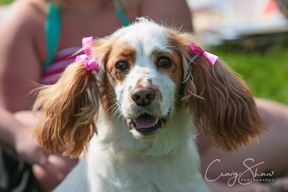 RSPCA K9 Party in the Park 2012