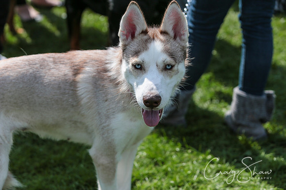 RSPCA K9 Party in the Park 2012