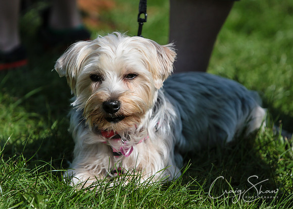 RSPCA K9 Party in the Park 2012