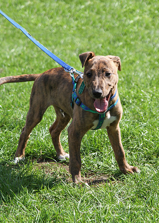 RSPCA K9 Party in the Park 2012