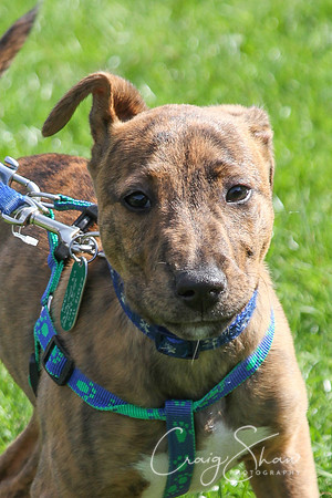 RSPCA K9 Party in the Park 2012