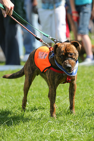 RSPCA K9 Party in the Park 2012