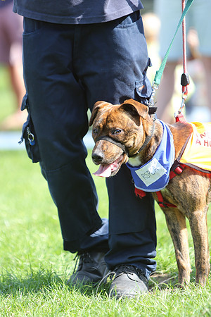 RSPCA K9 Party in the Park 2012