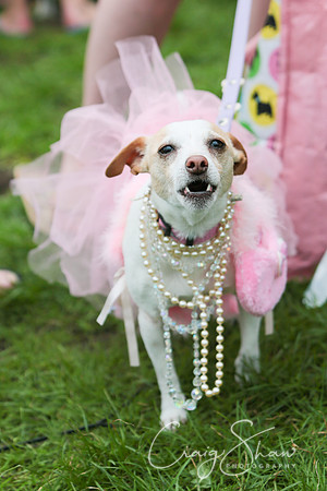 RSPCA K9 Party in the Park 2012
