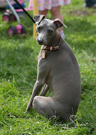 RSPCA K9 Party in the Park 2012