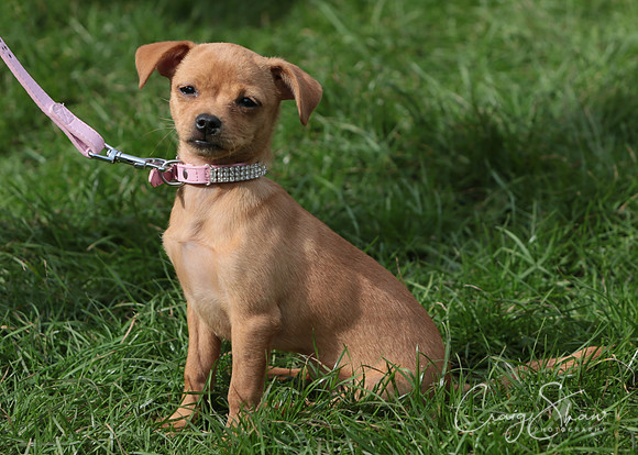 RSPCA K9 Party in the Park 2012