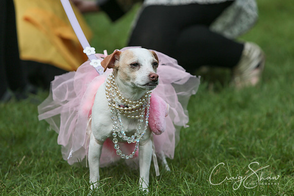 RSPCA K9 Party in the Park 2012