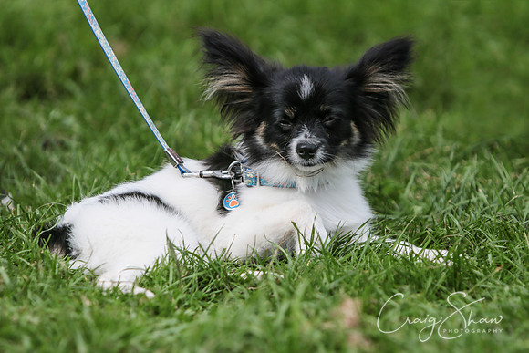RSPCA K9 Party in the Park 2012