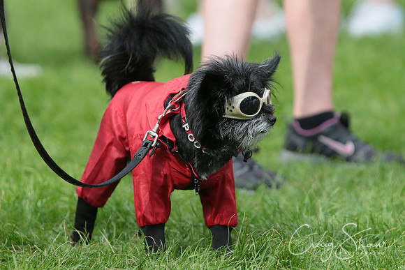RSPCA K9 Party in the Park 2012