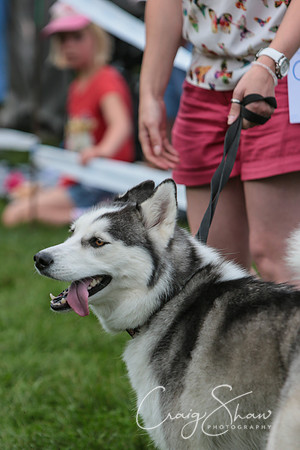 RSPCA K9 Party in the Park 2012