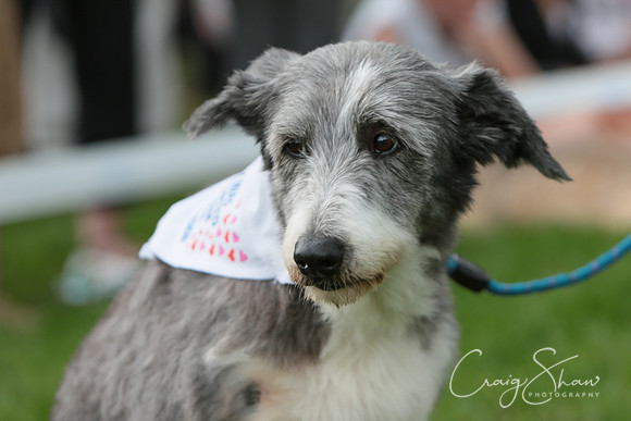 RSPCA K9 Party in the Park 2012
