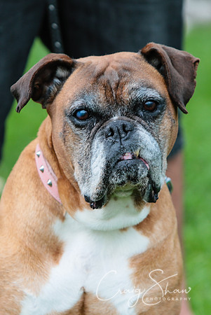 RSPCA K9 Party in the Park 2012