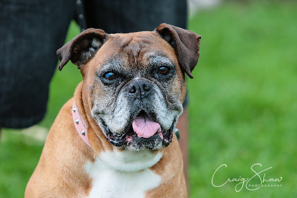 RSPCA K9 Party in the Park 2012
