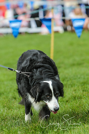 RSPCA K9 Party in the Park 2012