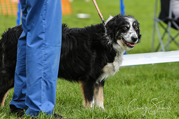RSPCA K9 Party in the Park 2012