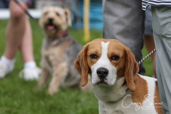 RSPCA K9 Party in the Park 2012